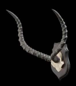 Impala Skullcap Shieldmount JJ137