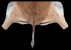 Impala Backskin 20170818 0629