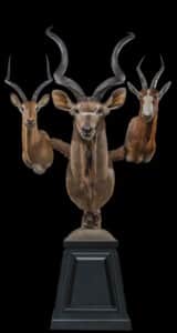 Kudu, Impala and Blesbuck Pedestalmount Combination Custom Base with Habitat 20160929 0632