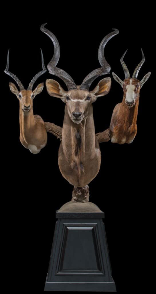 Kudu, Impala and Blesbuck Pedestalmount Combination Custom Base with Habitat 20160929 0632