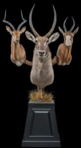 Waterbuck, Impala and Blesbuck Combination Pedestalmount with Habitat 20160929 0634