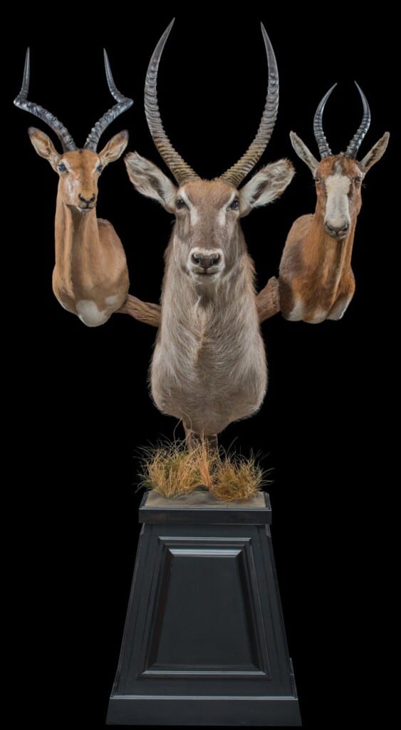 Waterbuck, Impala and Blesbuck Pedestalmount Combination Custom Base with Habitat 20160929 0634