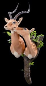 Impala Pedestalmount Combination on Custom Habitat Base 20190927 0635
