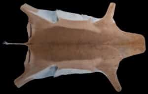 Impala Flatskin 20170818 0630