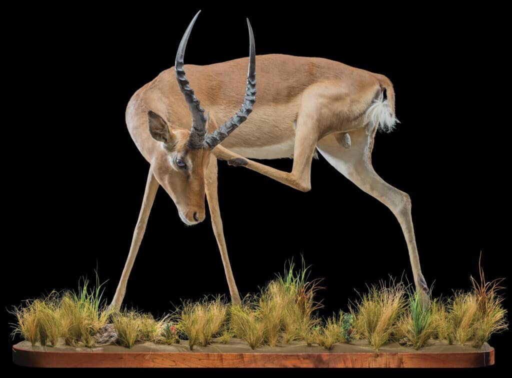 Impala Fullmount Scratching 20170328 0600