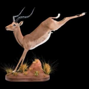 Impala Fullmount Jumping 20180313 0597