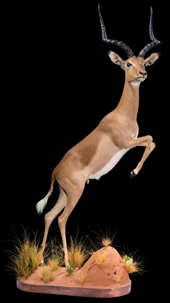 Impala Fullmount Jumping 20180313 0598
