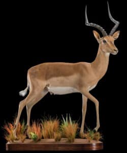 Impala Fullmount Right Turn 20180626 0601