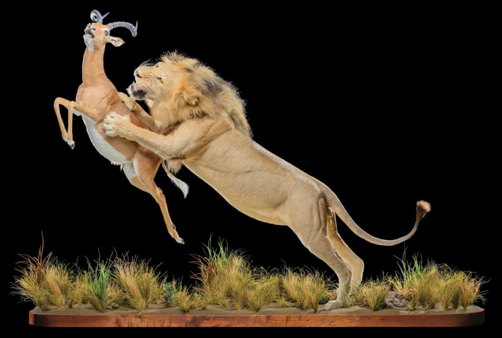 Lion and Impala Fullmount Combination 20160714 0615
