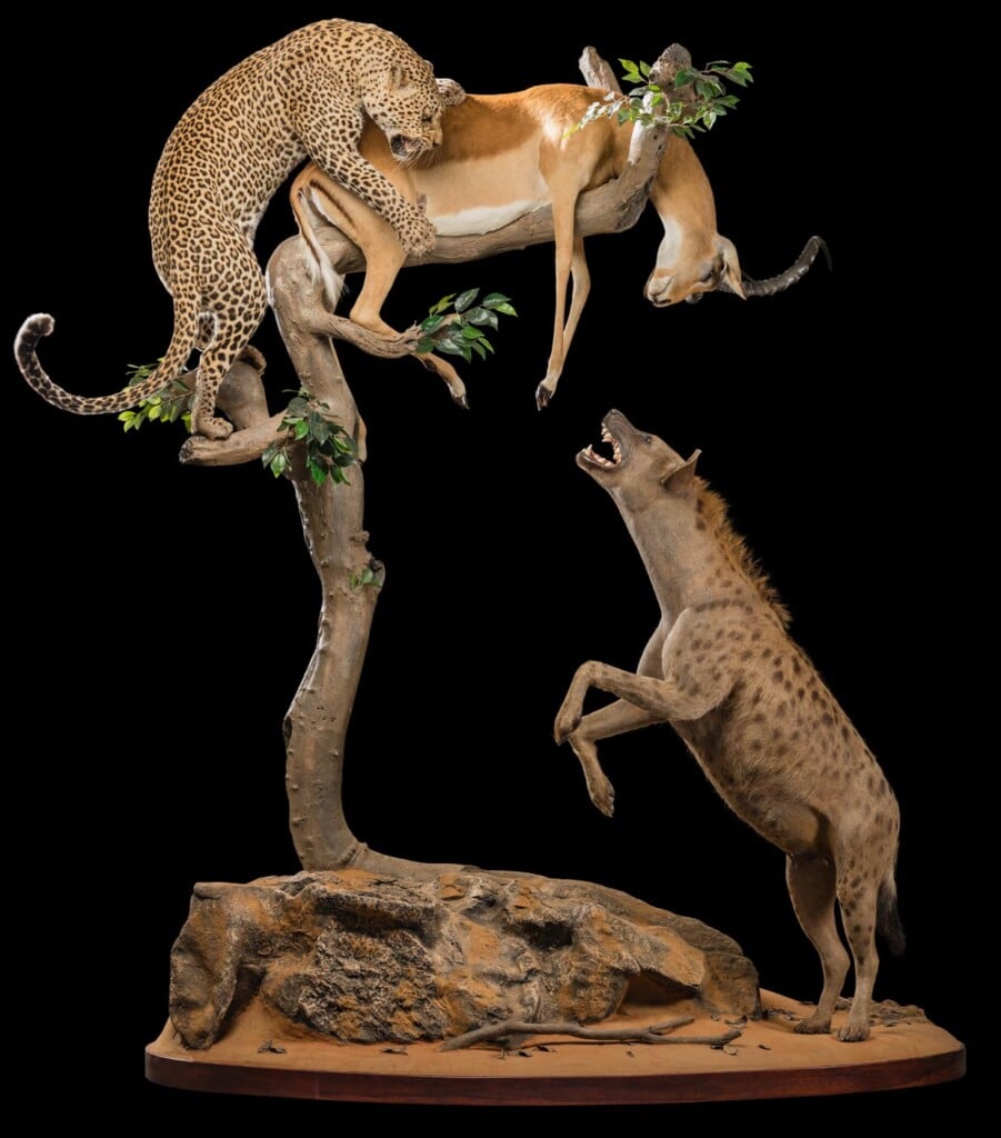 Leopard, Spotted Hyena and Impala Prey Fullmount Combination Custom Base 20190527 0565