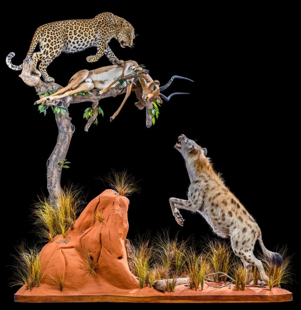 Leopard, Spotted Hyena and Impala Prey Fullmount Combination Custom Base 20200527 0566