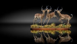 Impala Fullmount Combination 20220825 0616