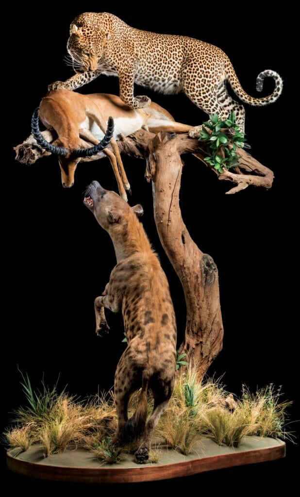Leopard, Spotted Hyena and Impala Prey Fullmount Combination Custom Base 20220830 0567