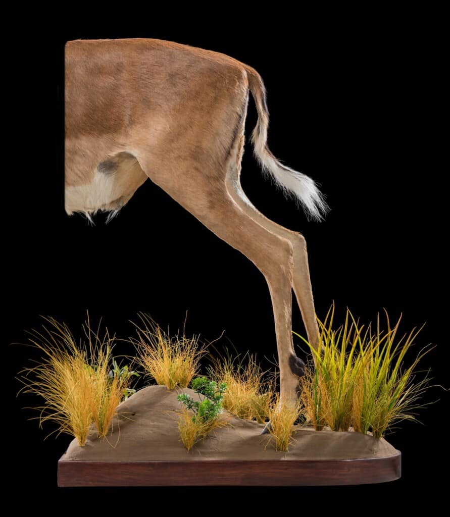 Impala Halfmount 20181003 0617