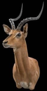 Impala Shouldermount Right Turn 20180507 0618