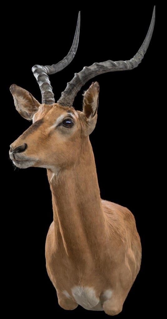 Impala Shouldermount Right Turn 20180507 0618
