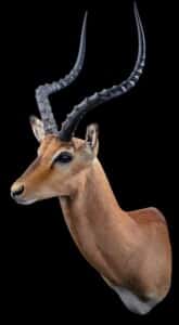 Impala Shouldermount 20191115 0625