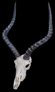Impala Fullskull 20170818 0649