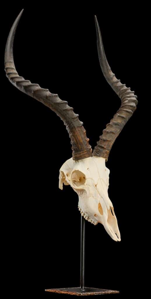 Impala Fullskull on Metal Table Stand 20220805 0650
