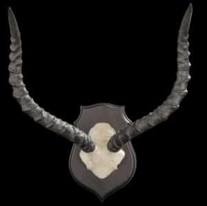 Impala Skullcap Shieldmount 20220805 0646