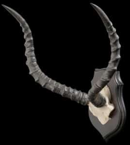 Impala Skullcap Shieldmount 20220805 0647