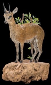Klipspringer Fullmount Wall Display 20180801 0662