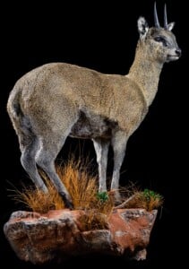Klipspringer Fullmount Right Turn Wall Display 20191115 0663
