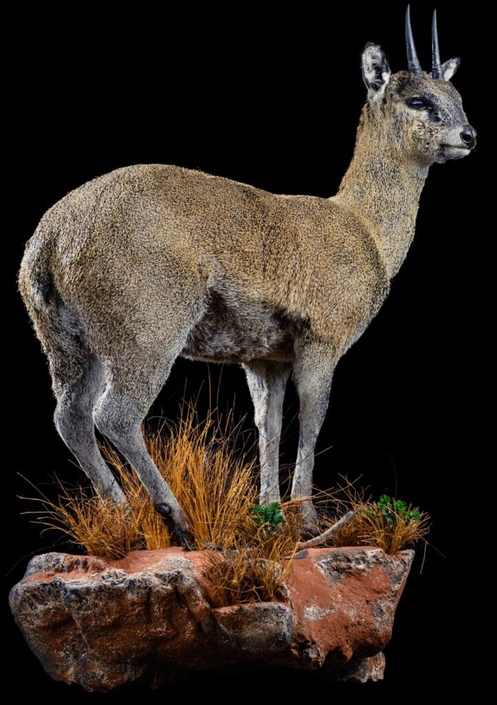 Klipspringer Fullmount Right Turn Wall Display 20191115 0663