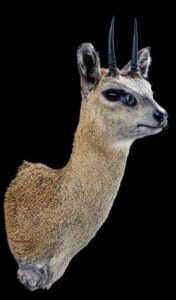 Klipspringer Shouldermount 20191115 0666