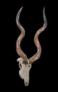 Kudu Fullskull Carved GG232