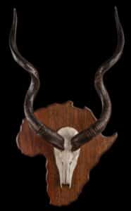 Kudu Euro Skull Shieldmount Custom African Shield 20220901 587