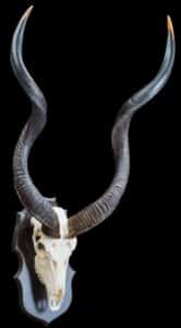 Kudu Fullskull Shieldmount 20170717 0675