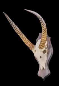 Lechwe Euro Skull Shieldmount 20230201