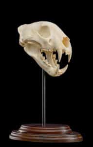 Leopard Fullskull on Custom Table Stand JJ067