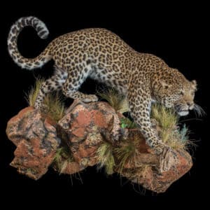 Leopard Fullmount Wall Display Custom Base with Habitat 20220830 0770