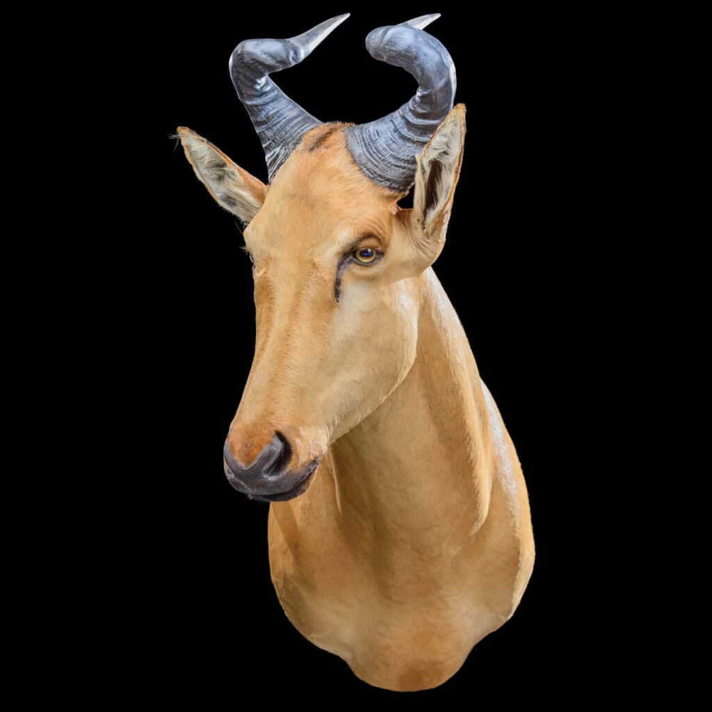 Lichtenstein Hartebeest Shouldermount 20160714 70704