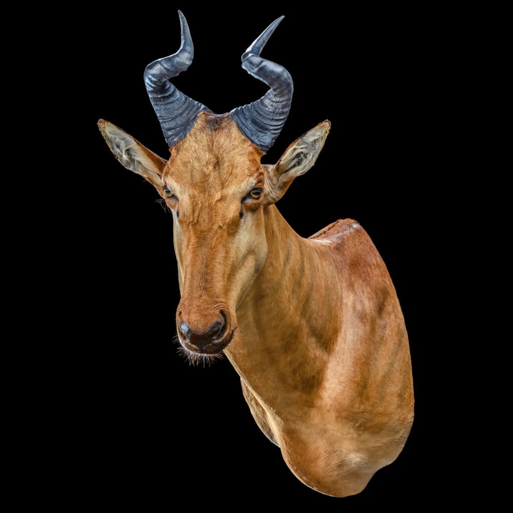 Lichtenstein Hartebeest Shouldermount 20200527 70703