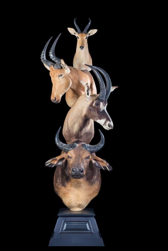 African Forest Buffalo, Roan, Jackson's Hartebeest and Bohor Reedbuck Pedestalmount Combination Custom Base 20170818 0514