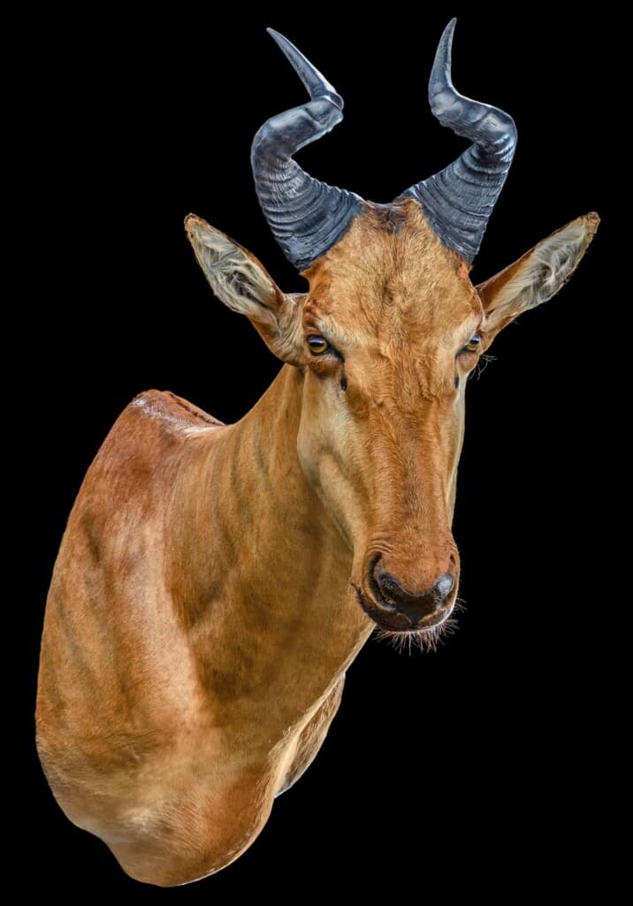 Lichtenstein Hartebeest Shouldermount Right Turn 20200527 0506