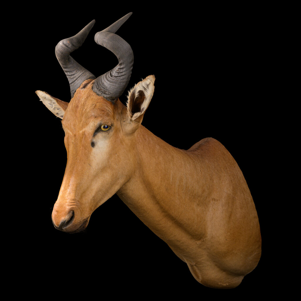 Lichtenstein's Hartebeest Shouldermount STR 20250804 73060