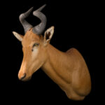 Lichtenstein's Hartebeest Shouldermount STR 20250804 73060