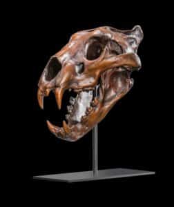 Lion Bronze Fullskull on Metal Table Stand GG201