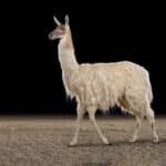 Llama Fullmount 20190214 0728
