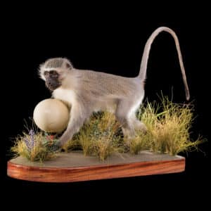 Vervet Monkey Fullmount with Ostrich Egg 20161013 71880