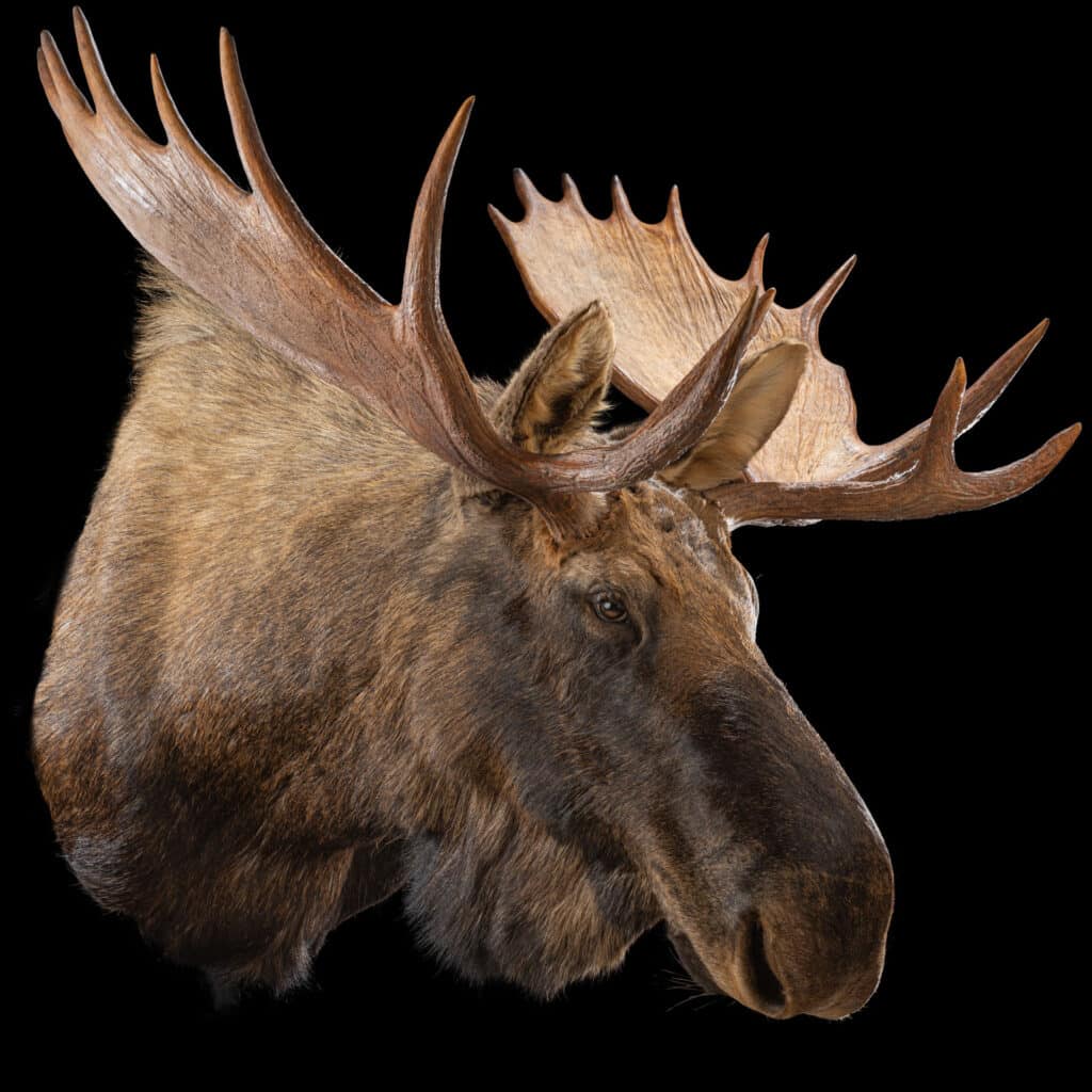 Moose Shouldermount 20230810 27 (10)