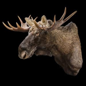 Moose Shouldermount STR 20200714 72628