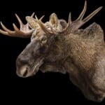 Moose Shouldermount 20200714 1019