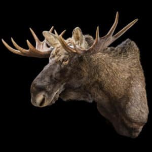 Moose Shouldermount 20200714 1019