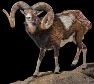 Mouflon Fullmount Custom Diorama Base FF457