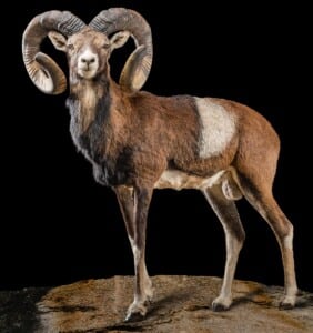 Mouflon Fullmount Custom Diorama Base HH0028